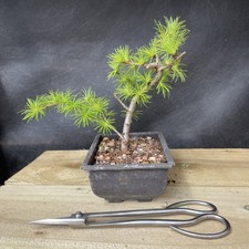 Larch Bonsai Tree, Potted