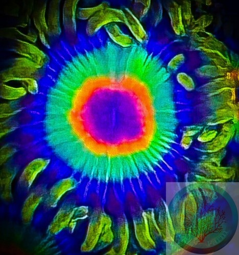 Saf rasta zoanthid single - saf~,
