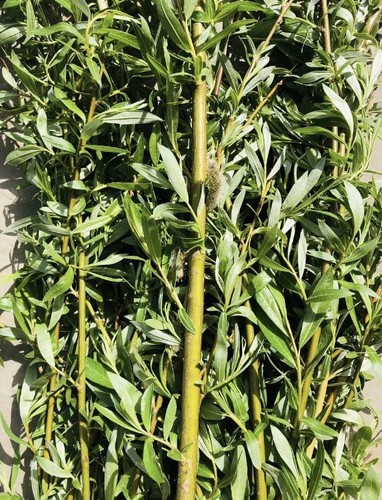 30cm willow tree - 30cm, cuttings