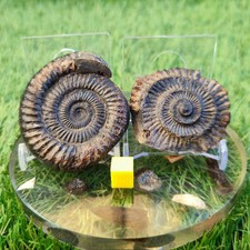Dactylioceras ammonite fossil