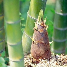 50+Giant Moso Bamboo Seeds