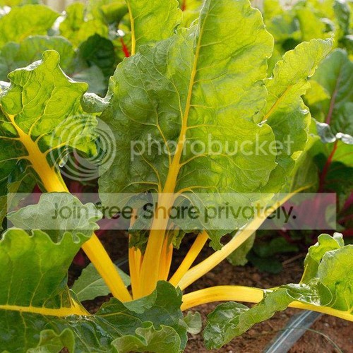 Yellow stick beet seeds - 50,