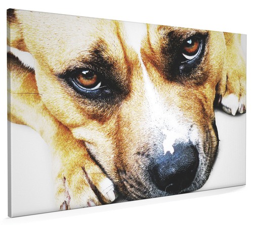 Staffordshire bull terrier - terrier, box