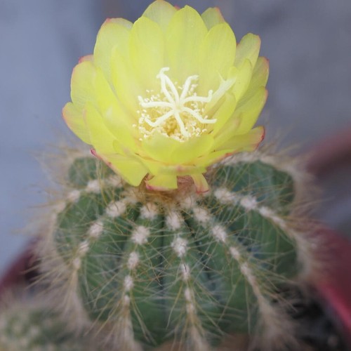 Parodia notocactus mixed - parodia,