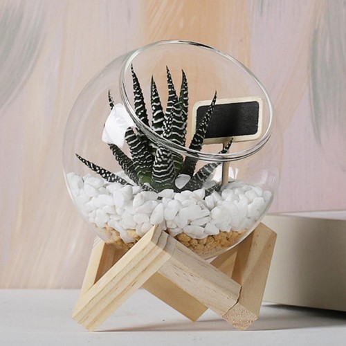 Glass plant pot horticultural - pot,