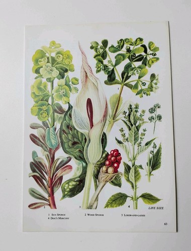 Cuckoo pint arum lily - arum,