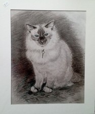 Birman Cat Print with mount