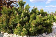 25 MUGO PINE Dwarf Evergreen