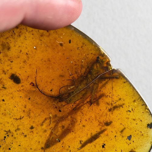 Huge cricket burmese - huge,
