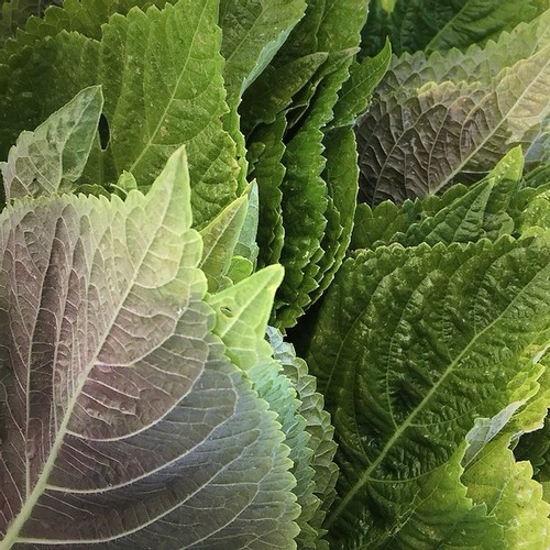 100 shiso herb seeds - 100+,