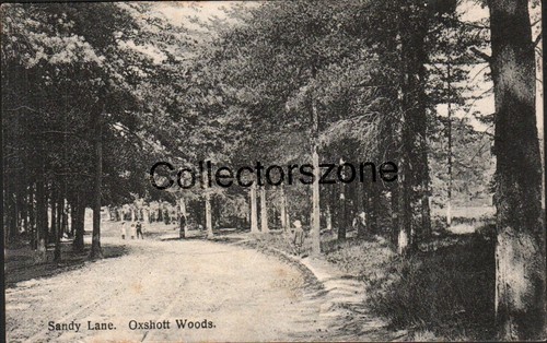 Oxshott woods surrey - , sandy