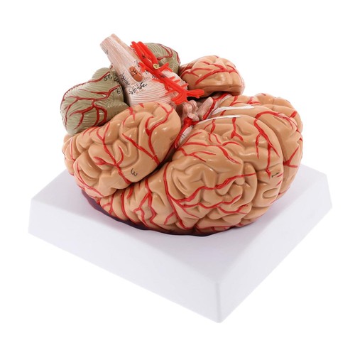 Human brain anatomy - brain, model