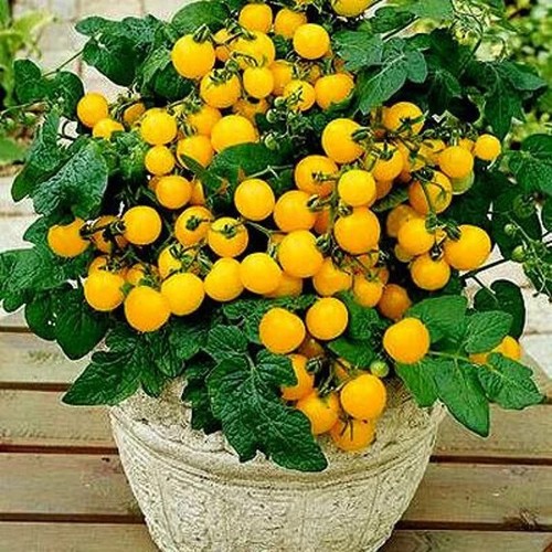 Dwarf cherry tomato polka - 4x, 'polka'
