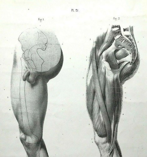 Anatomy forms man dr fau - by,