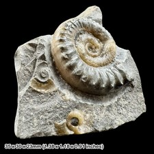 Xipheroceras Calcite Ammonite