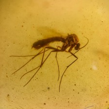 GNAT MOSQUITO in Burmese /