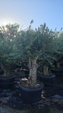 European olive tree huge trunk - tree,
