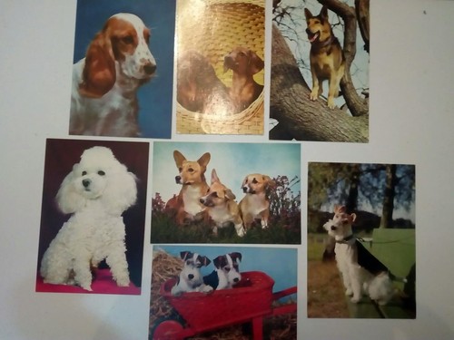 Post cards dogs and - 7,