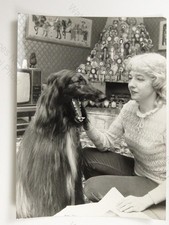 Crufts Supreme Champion Afghan