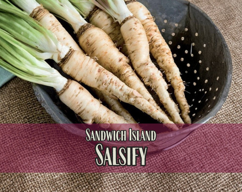 225 salsify seeds sandwich - salsify, [sandwich
