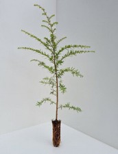1 Western Hemlock Tree - Tsuga
