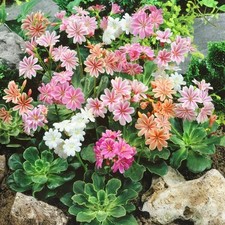 Lewisia Sunset Strain