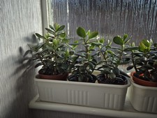 Jade Money Plant
