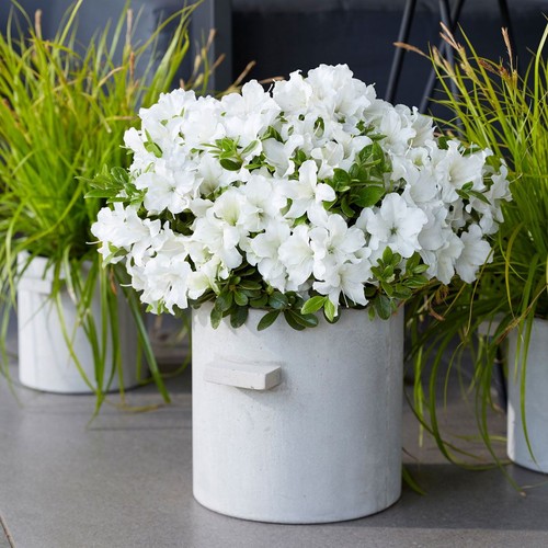 Azalea encore pure white 9cm - pure,