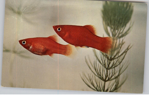 1962 blood red - 1962,