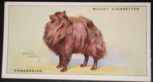 Pomeranian vintage 1937 - ,