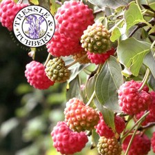 Rare Cornus Kousa Chinensis