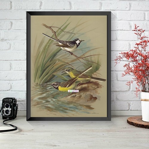 Basil ede british birds - british, of