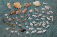 Joblot mixed natural - mixed, sea