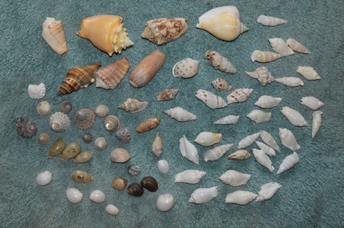 Joblot mixed natural sea - joblot,