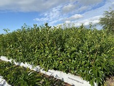 6ft Tall Instant Cherry Laural hedge. Sold in 1m long troughs. Pre Grown Hedge