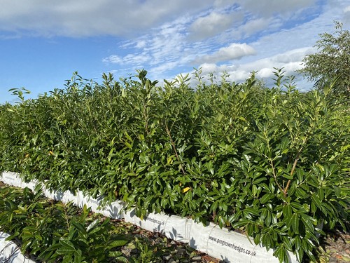 6ft tall instant cherry - 6ft,