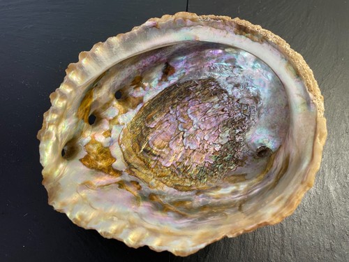 Vintage iridescent abalone - iridescent,