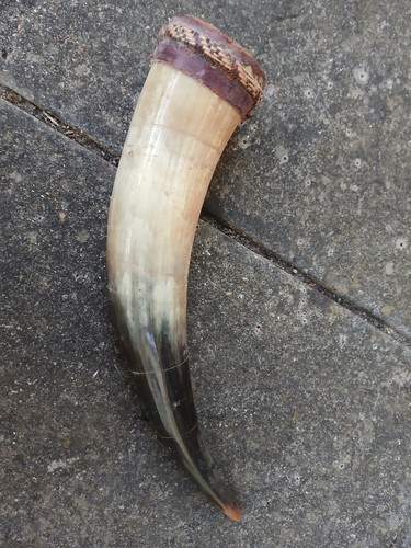 Cow horn approximately 12 - -,