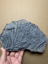 607g Beautiful Crinoid