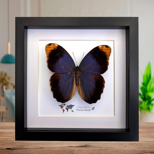 Framed beltrao owl butterfly - framed,