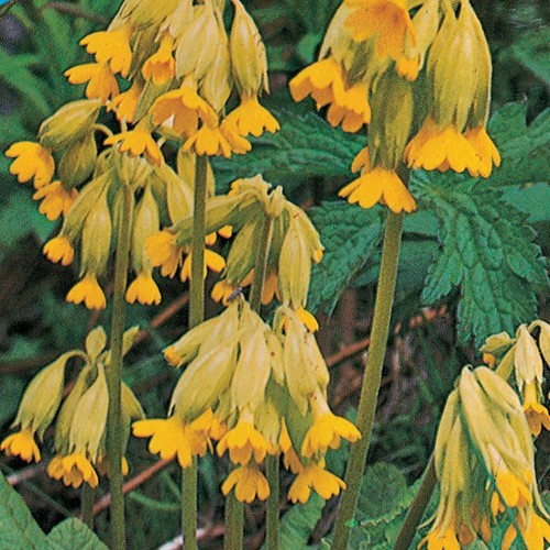 Thompson morgan primula - &,