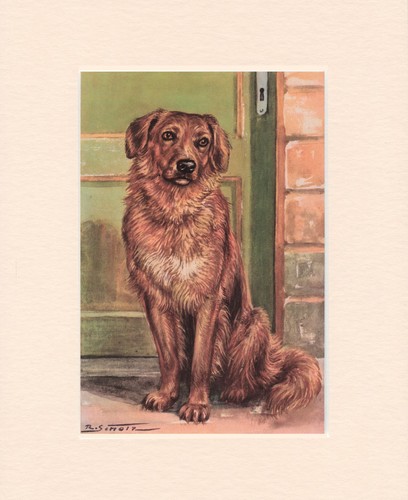 Leonberger original old - leonberger, 1950's