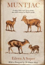 Muntjac - Soper,Eileen