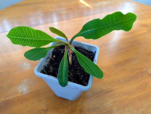 Madagascar jewel plant - jewel,