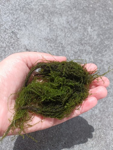 Homegrown java moss live - java,
