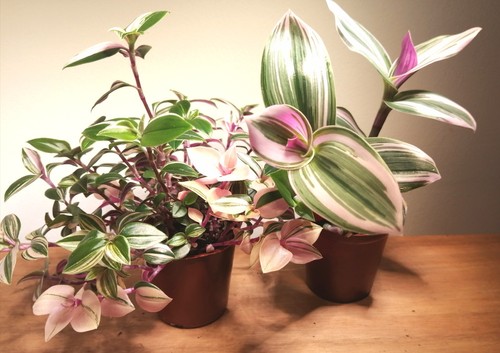 Tradescantia plants x - tradescantia, 1