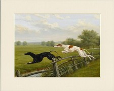 GREYHOUND RACING DOGS JUMP