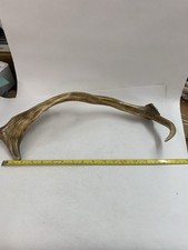 Naturally Shed Deer Antler - Approximately 17 Inches - Craft Supply Decor