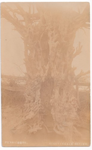 Perry barr the old yew - perry,