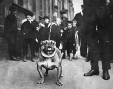 Beamish's Bulldog 'Beaming Blunderbus' Belfast Dog Show 1912 Old Photo